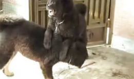 狗咬狗电影,人性之恶的残酷演绎
